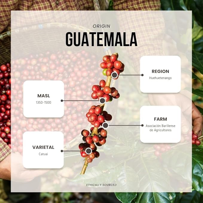 Reborn Coffee Specialty Whole Bean Coffee, Medium Roast, 12 Ounce, Guatemala Huehuetenango, Flavor Notes of Cherry, Caramelized, and Full Body