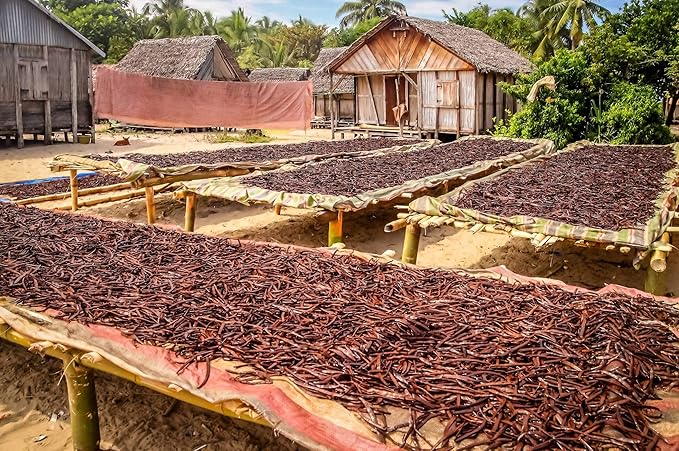 1/2 LB Vanilla Beans - Whole Extract Grade B Pods for Baking, Homemade Extract, Brewing, Coffee, Cooking - 8 Ounces | (Tahitian)